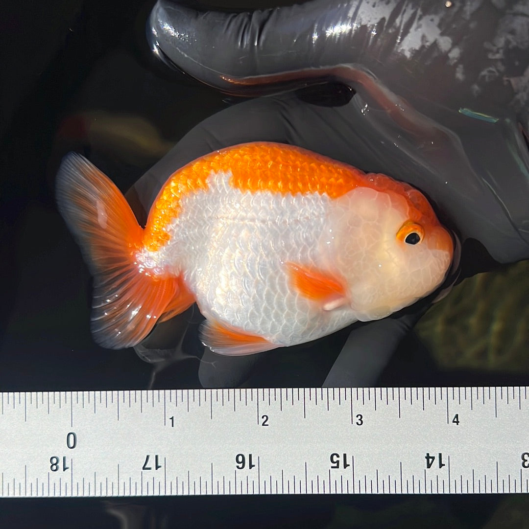 Buffalo Ranchu Male 4 inches #0414RC_23 – Jimmy Goldfish