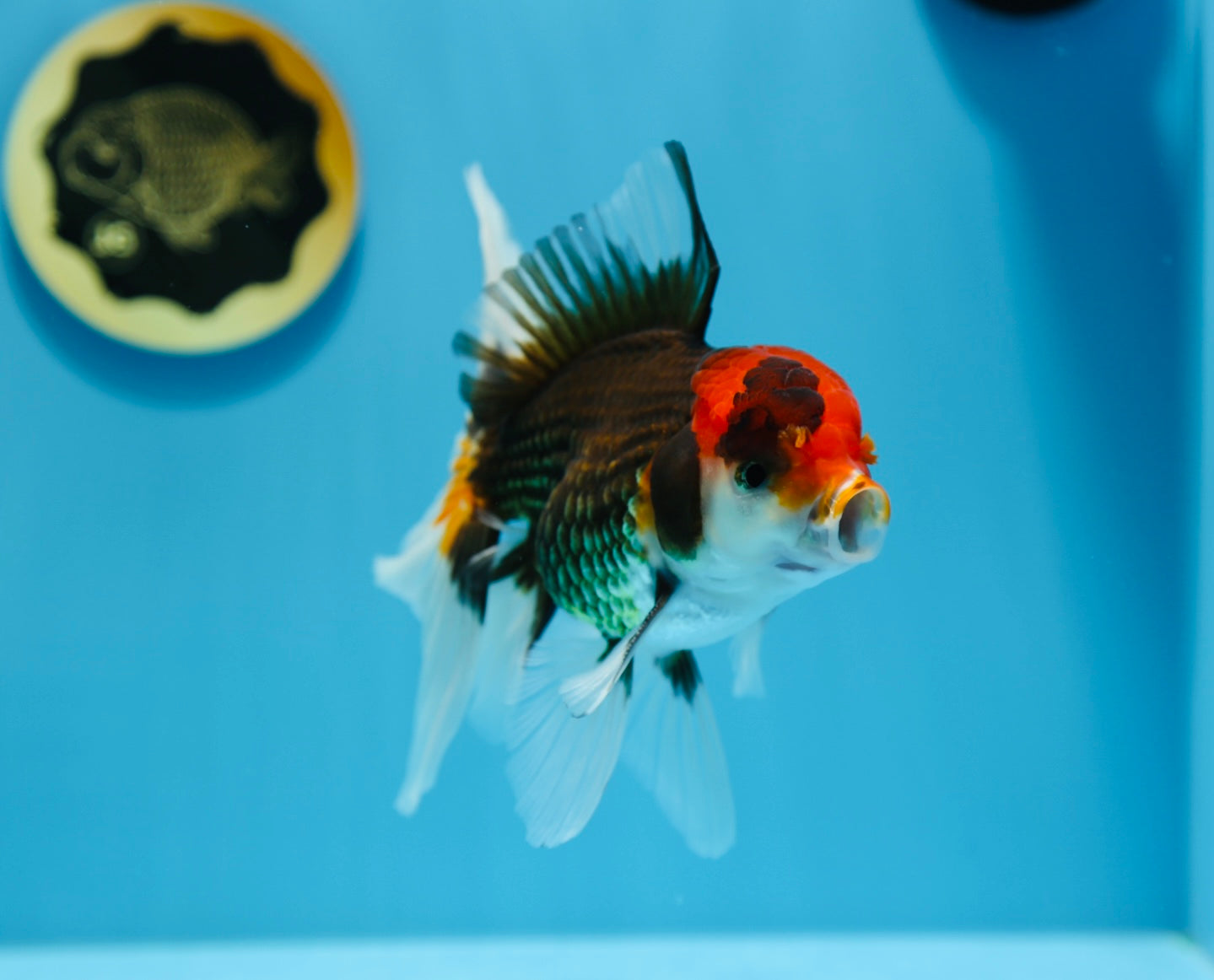 AAA Super Special Tricolor Oranda 5.5-6 inches #1216OR_05