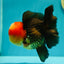 A Grade Tricolor Oranda Male 5 inches #0310OR_24