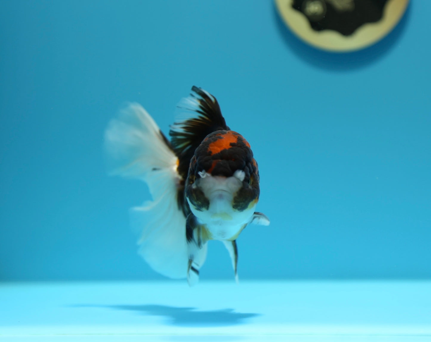 Tricolor Oranda Male 5-5.5 inches #1216OR_03