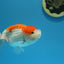 Super red white #02 ranchu 4.5 inches Male