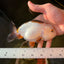 Tricolor White Head Ranchu Male 5-5.5 inches #0203RC_14