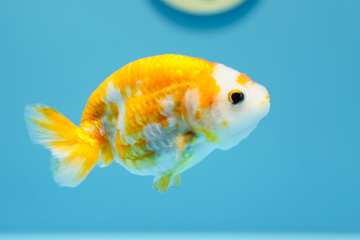 Shark Ranchu Sakura Ranchu Female 3.5-4 inches #1231RC _02 – Jimmy Goldfish