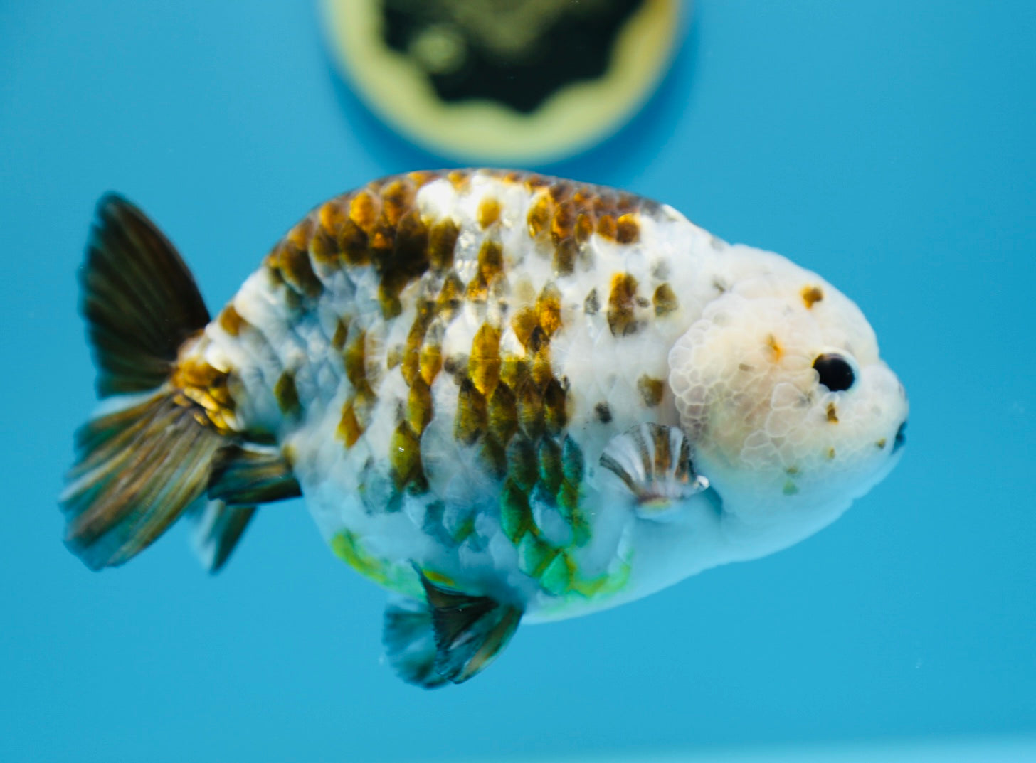 Cow Calico Ranchu Male 5.5-6 inches #1118RC_11 – Jimmy Goldfish