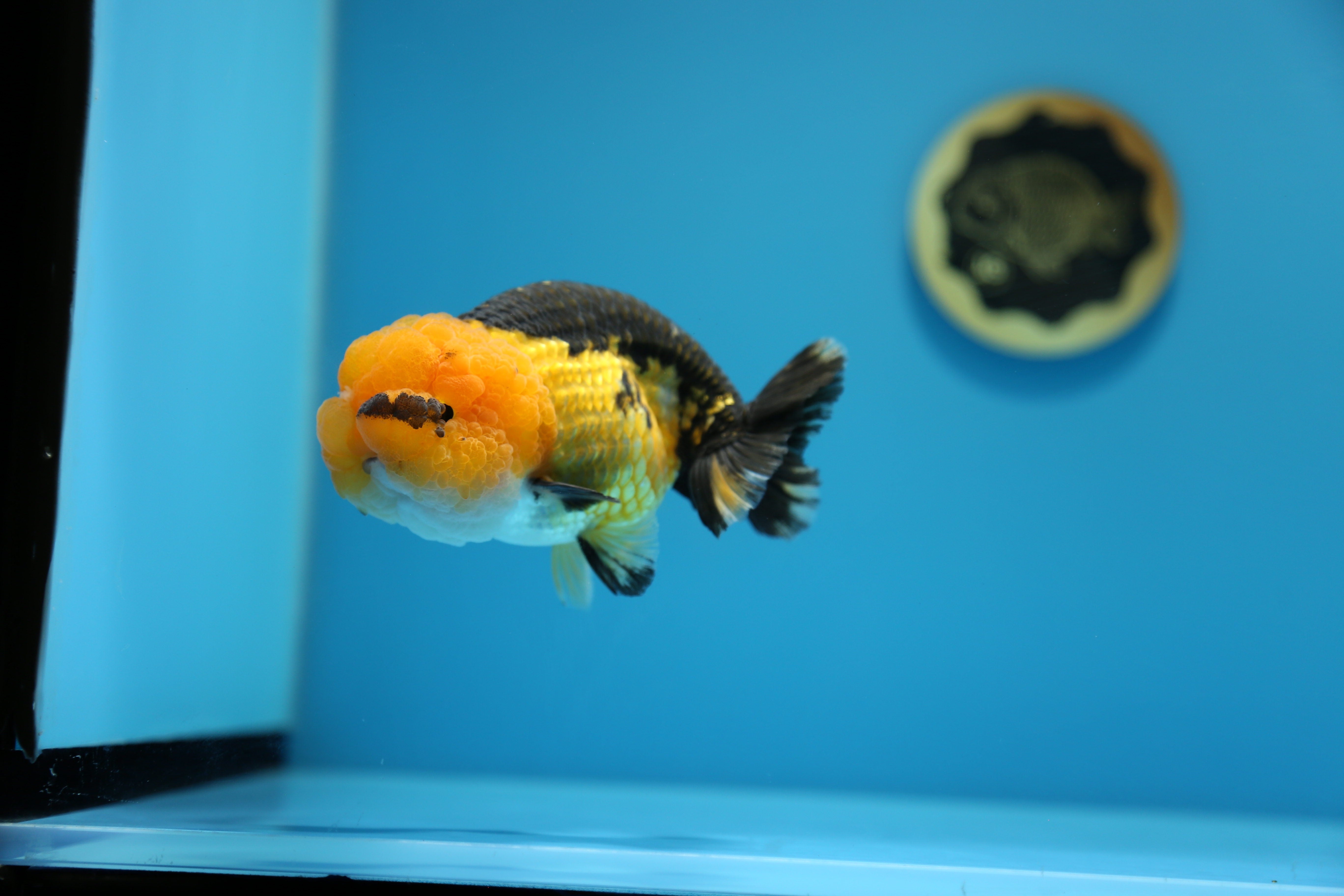 Super Apache Lionhead Ranchu 4.5-5 inches ( Male ) – Jimmy Goldfish