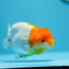 AAA Red White  Ranchu Female 4.5-5 inches #1201_10