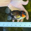 AAA Tricolor Oranda Male 5-5.5  inches #1201_22
