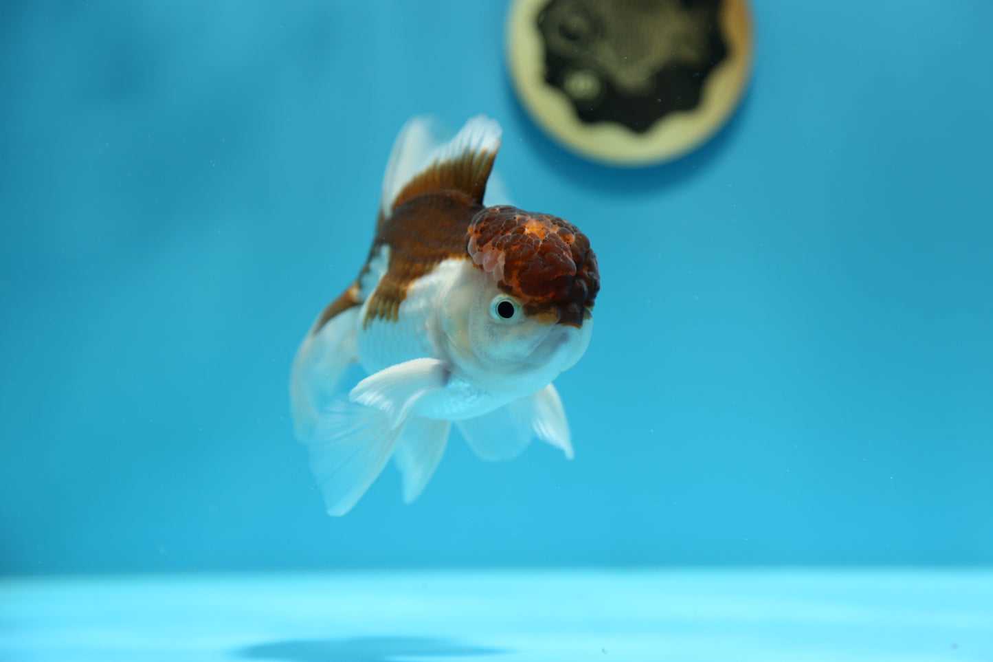 Tricolor Oranda Male 4.5-5 inches #1216OR_01