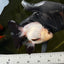 AAA Grade Black Cap Panda Oranda Male 4.5 inches #0331OR_13
