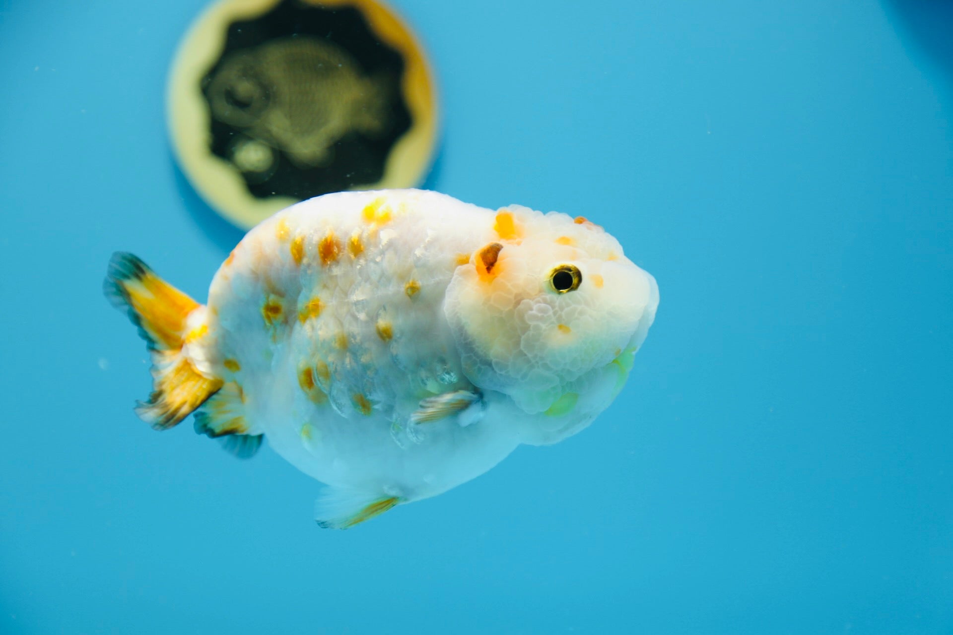 Calico Ranchu Female 4.5-5 inches #1118RC_10 – Jimmy Goldfish