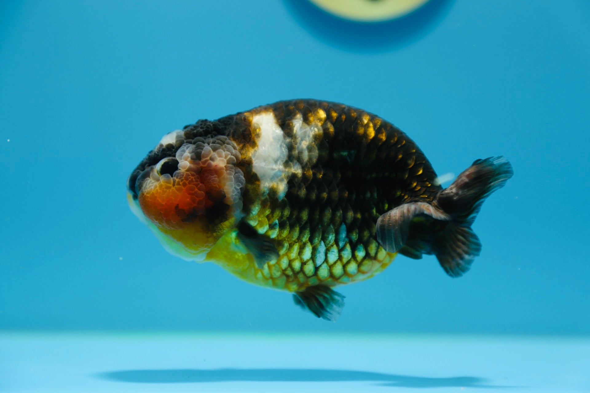 Calico Ranchu Male 5-5.5 inches #1118RC_08 – Jimmy Goldfish
