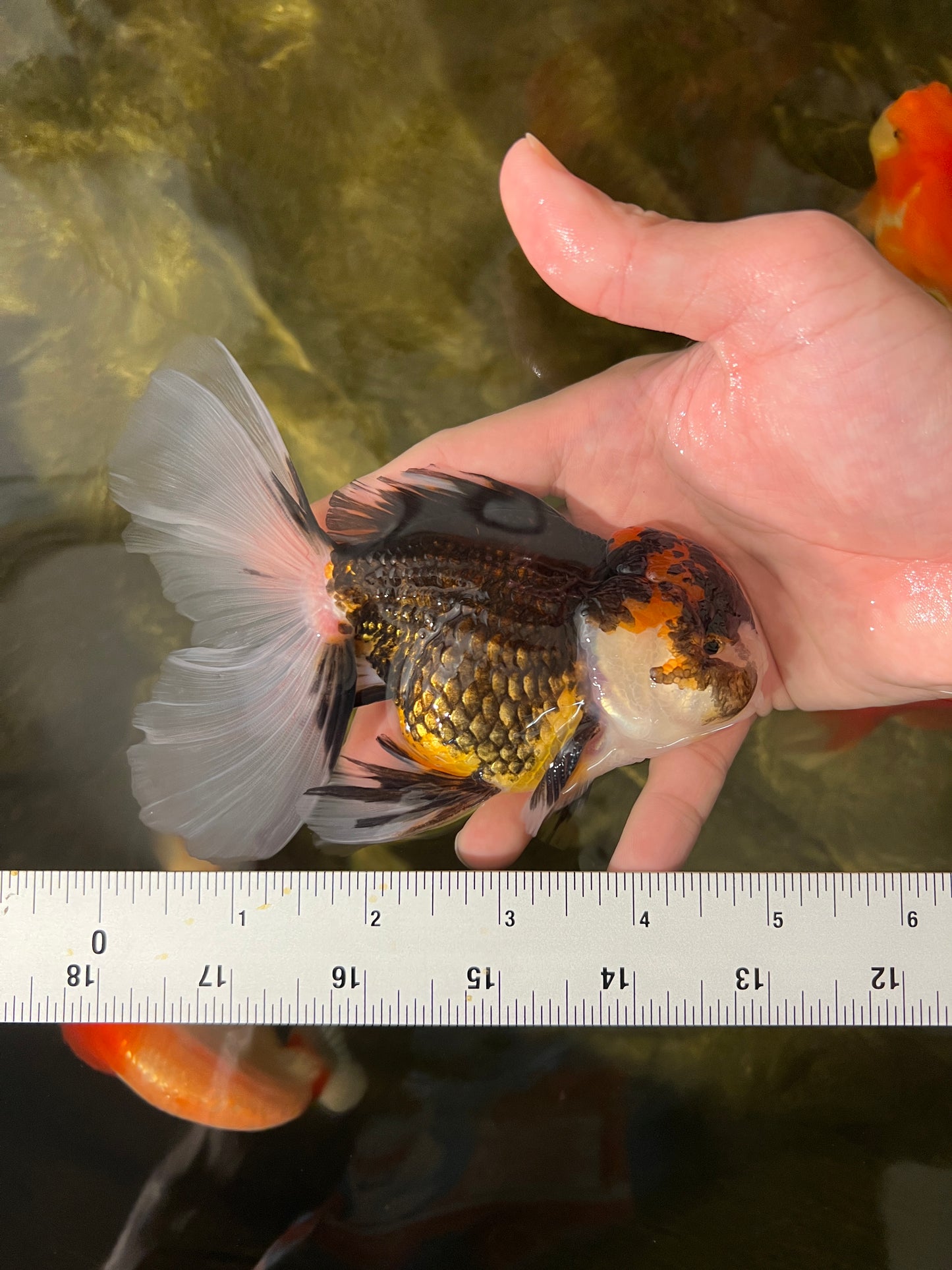 Tricolor Oranda Male 5-5.5 inches #1216OR_03