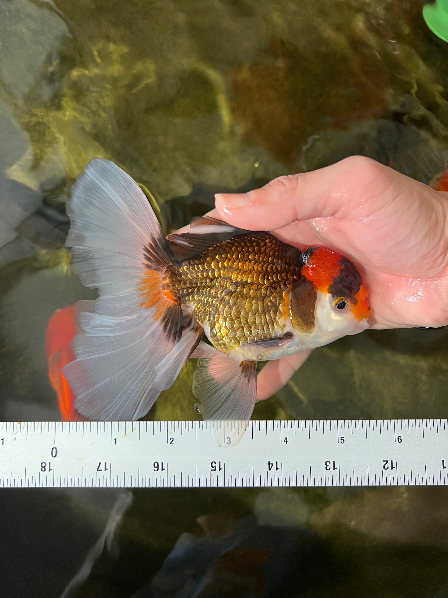 AAA Super Special Tricolor Oranda 5.5-6 inches #1216OR_05