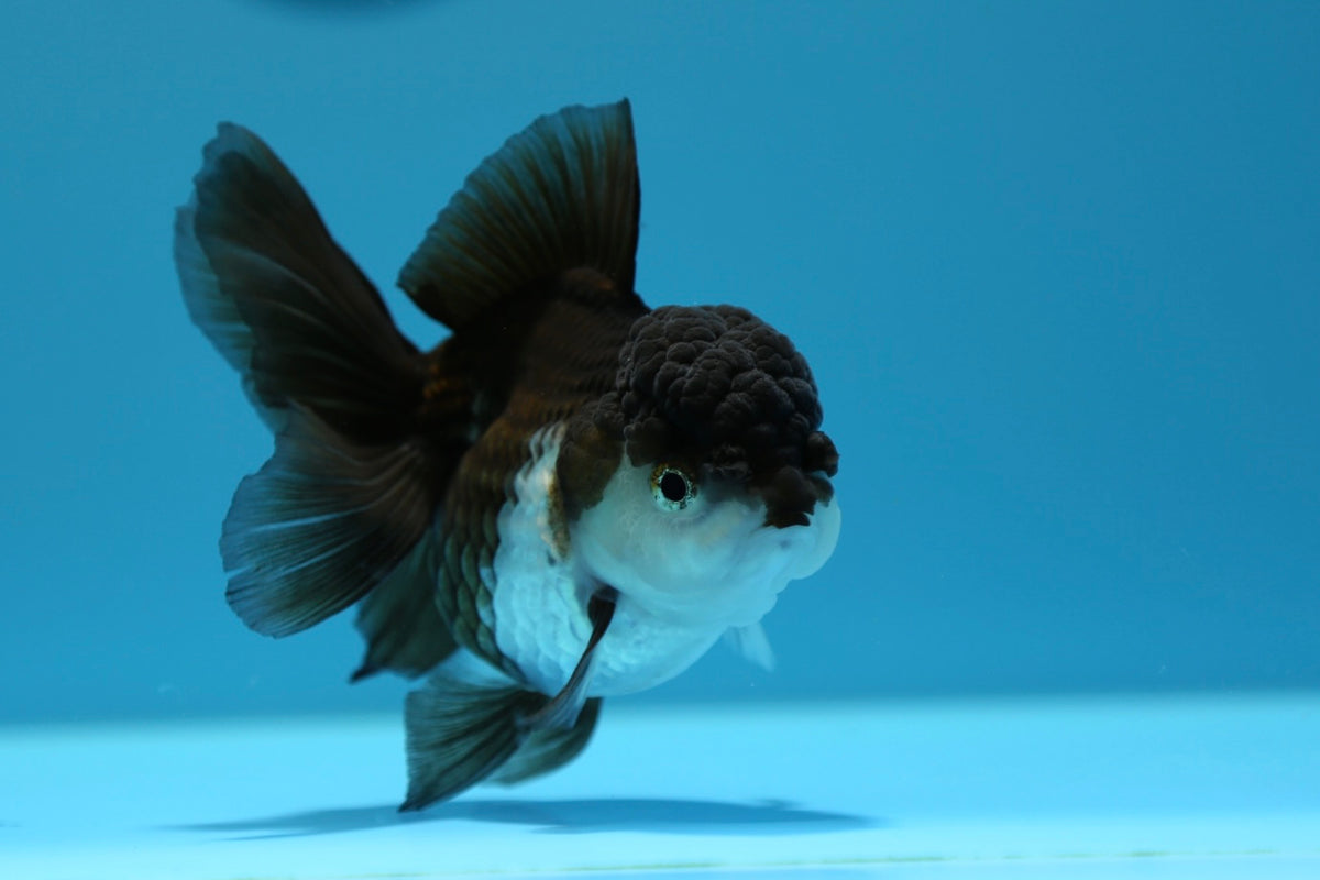Orandea Oranda Panda Female 4.5-5 inches #1230OR_01 – Jimmy Goldfish