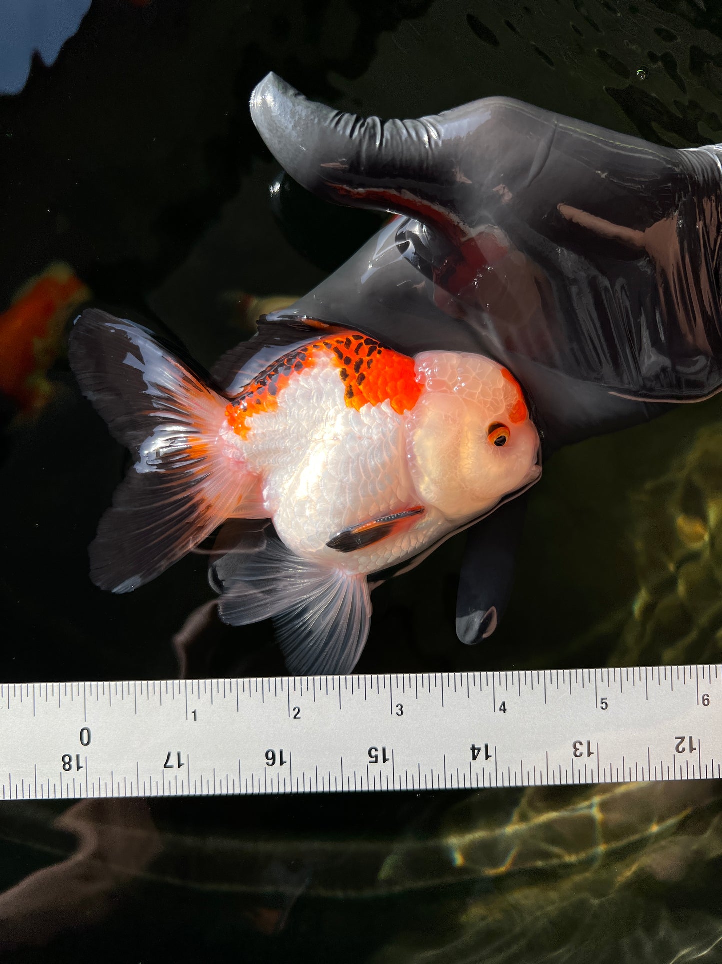 Tricolor Oranda Male 4.5 inches #0407OR_07