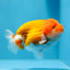 AAA Red White Ranchu Male 4.5-5 inches #1201_06