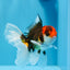 AAA Super Special Tricolor Oranda 5.5-6 inches #1216OR_05