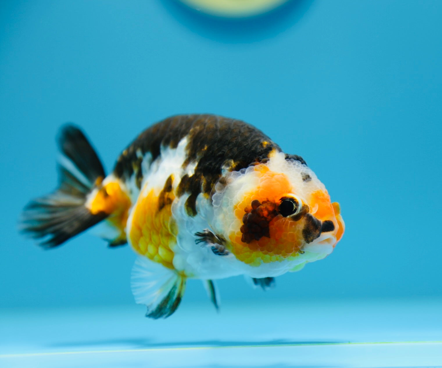 Cow Calico Ranchu Male 4-4.5 inches #1118RC_13 – Jimmy Goldfish