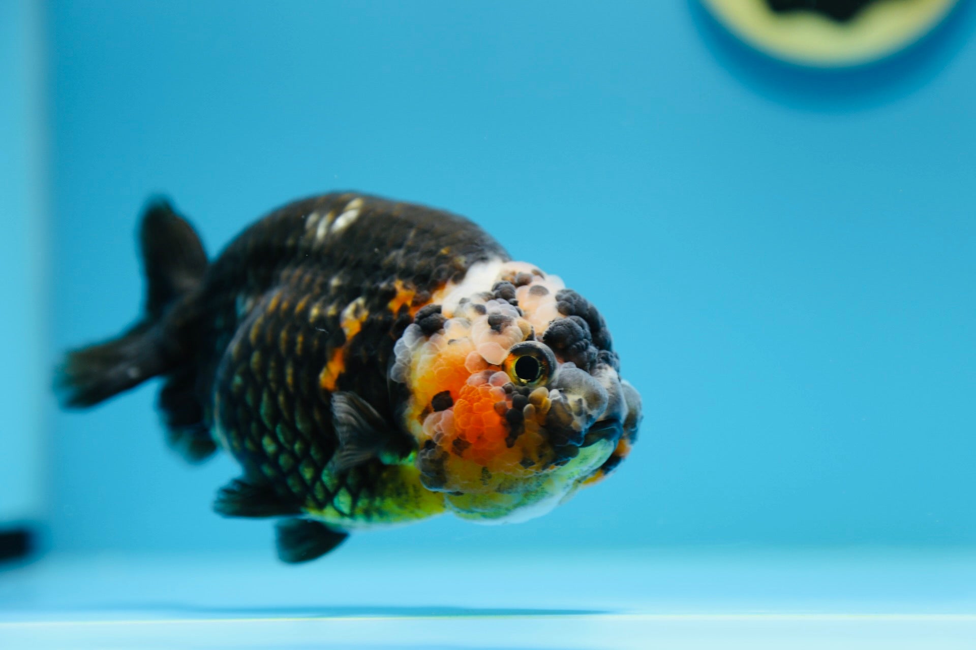 Calico Ranchu Male 5-5.5 inches #1118RC_04 – Jimmy Goldfish