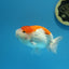 Super red white #02 ranchu 4.5 inches Male