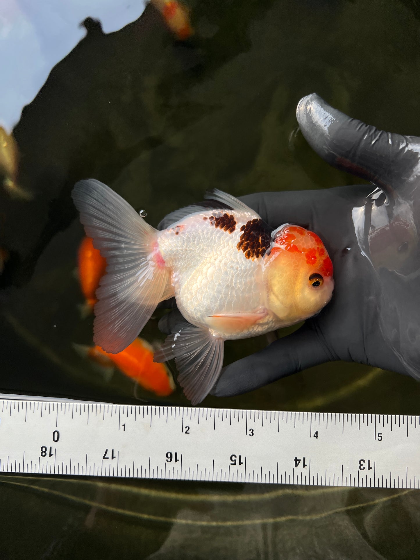 A Grade Tricolor Oranda Male 4-4.5 inches #0331OR_05