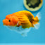 AAA Red White Ranchu Female 4.5-5 inches #1201_09