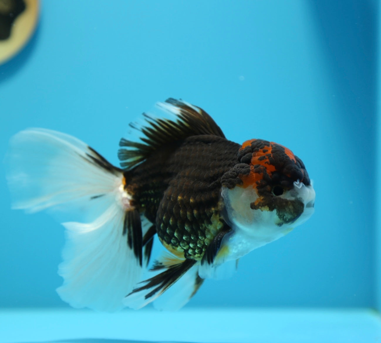 Tricolor Oranda Male 5-5.5 inches #1216OR_03