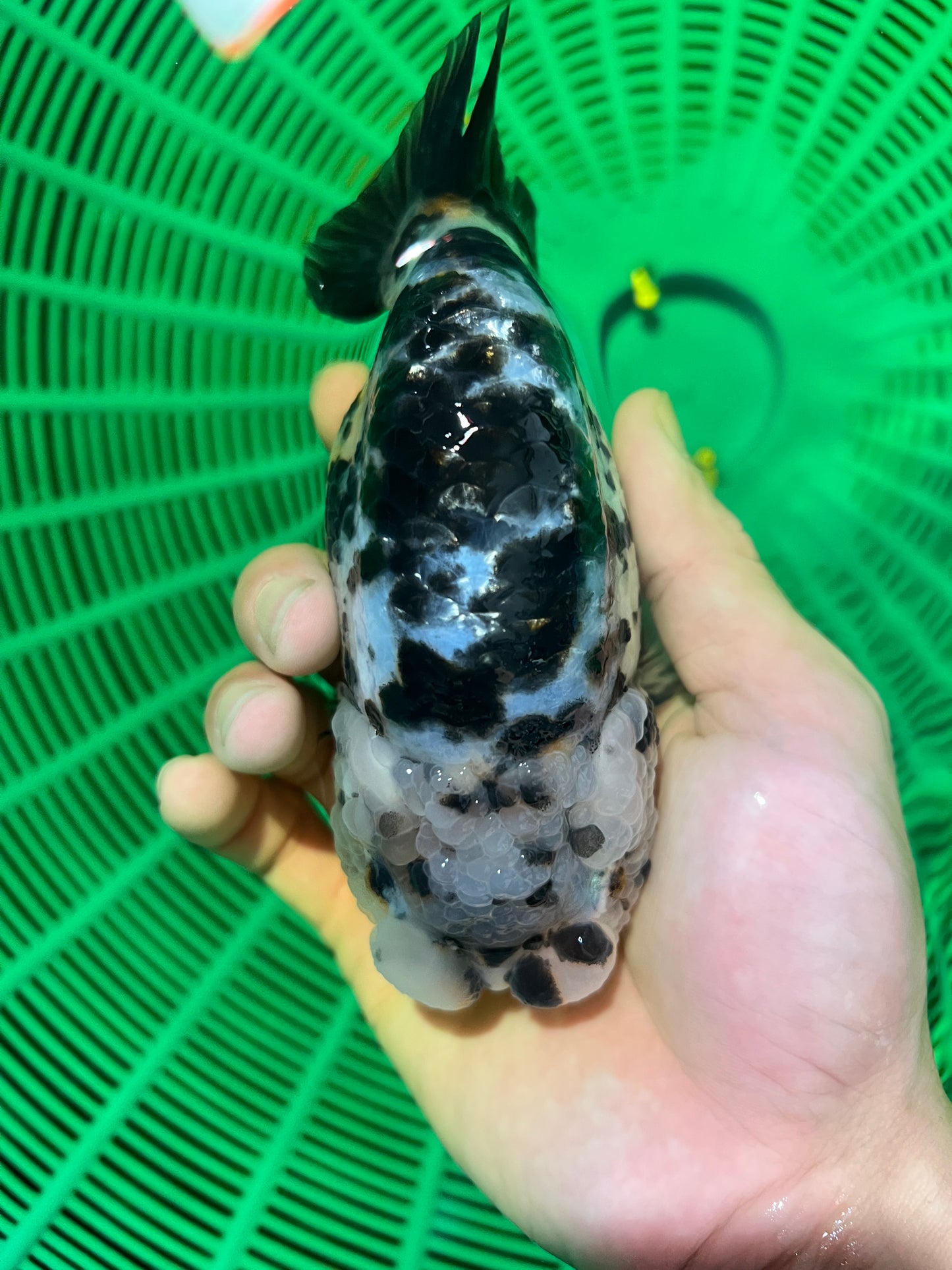 Cow Calico Ranchu Female 4.5-5 inches #1118RC_09