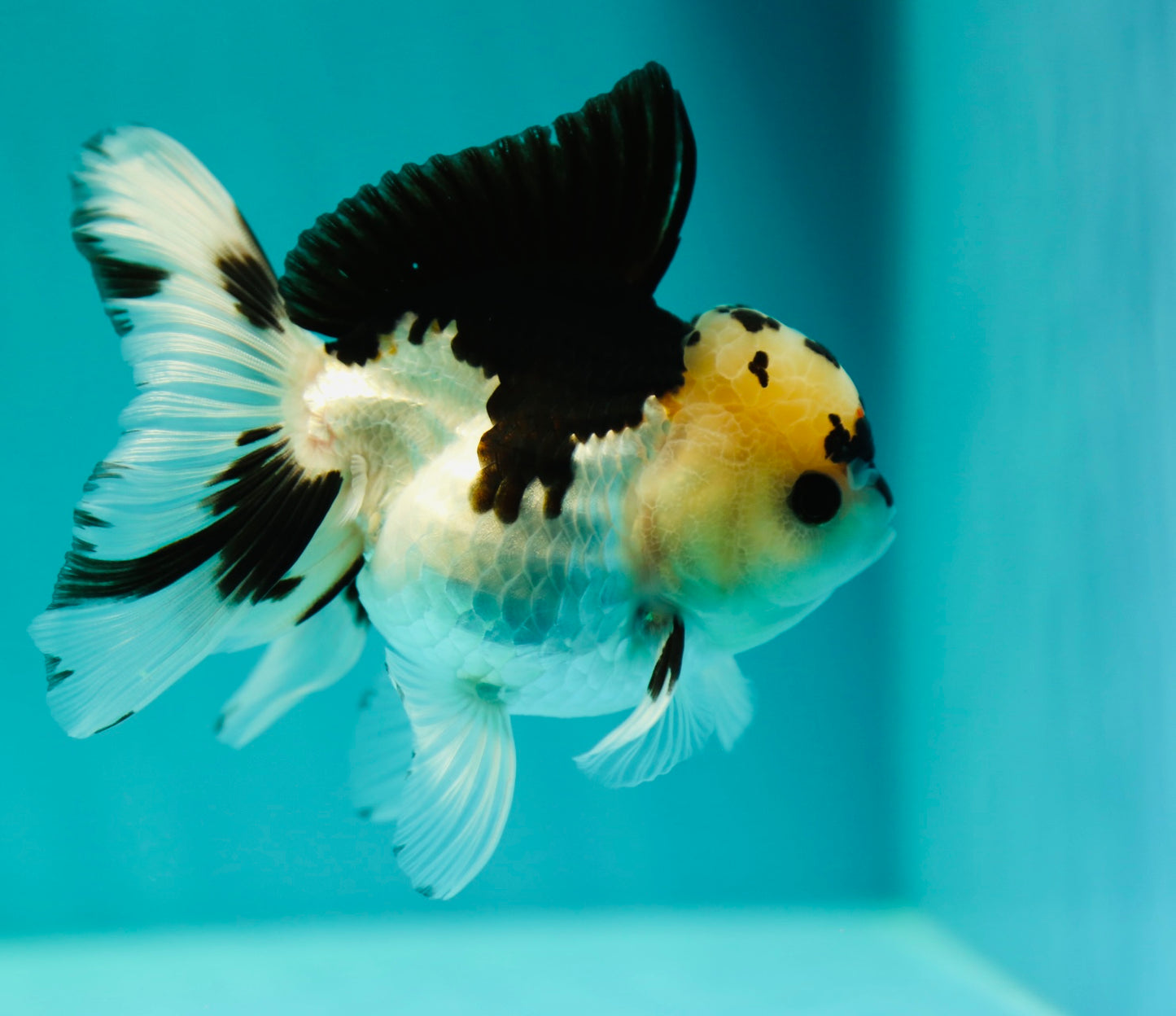 A Grade Panda Oranda Female 4-4.5 inches #0324OR_13