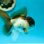 Panda Oranda Male 4.5 inches #0331OR_08