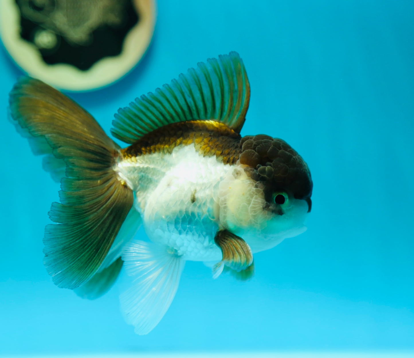 Panda Oranda Male 4.5 inches #0331OR_08