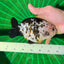 Cow Calico Ranchu Male 5.5-6 inches #1118RC_11