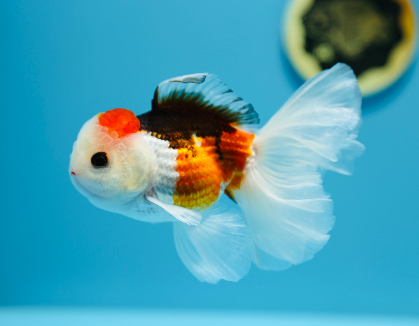 Special Tricolor oranda 4.5-5 inches Male #1211_01