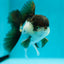 Panda Oranda Male 4.5 inches #0331OR_08