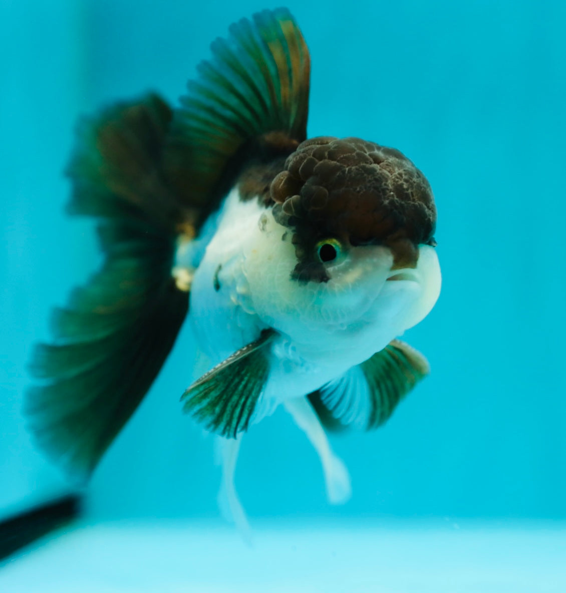 Panda Oranda Male 4.5 inches #0331OR_08