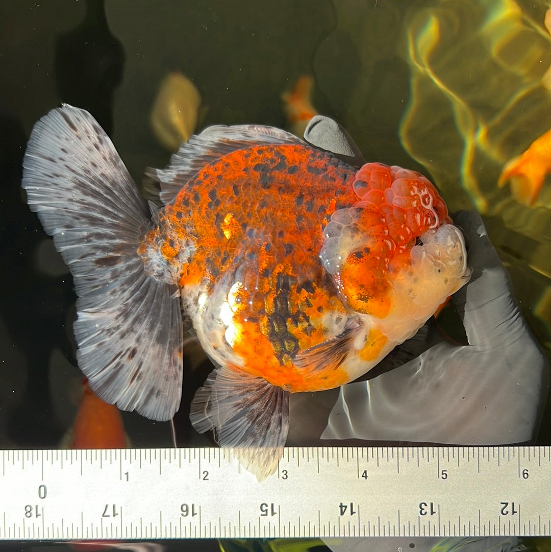 AAA Grade Jumbo Godzilla Oranda Male 5.5-6 Inches #0414OR_18