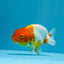 Red and White Ranchu Female 3.5-4inches #1201_05