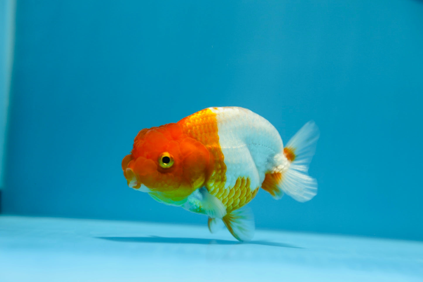 Red and White Ranchu Female 3.5-4inches #1201_05