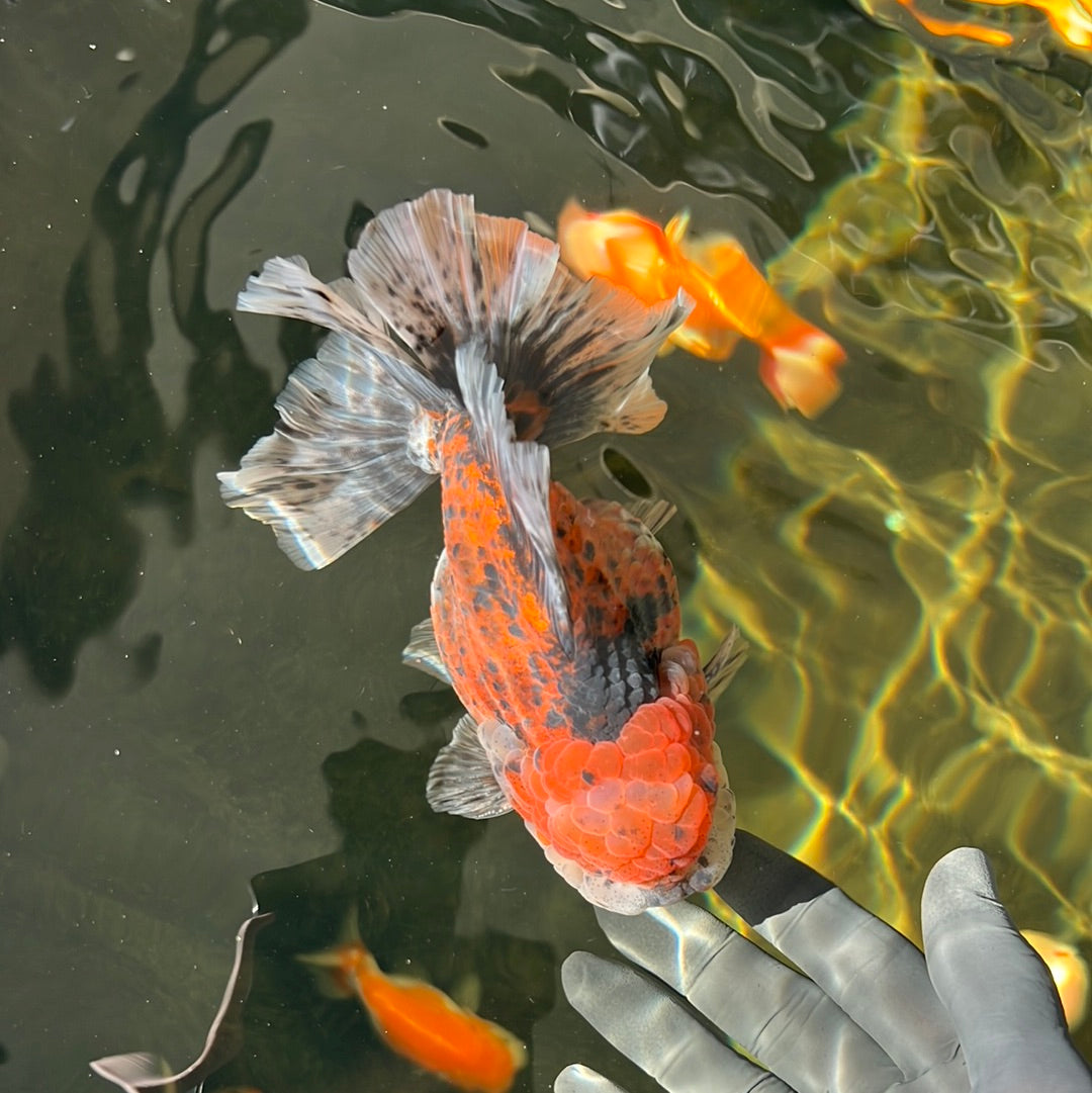 AAA Grade Jumbo Godzilla Oranda Male 5.5-6 Inches #0414OR_18