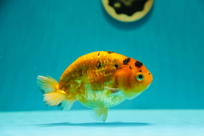 Ranchu Tiger Female 5 inches #0303RC_09