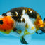 Cow Calico Ranchu Male 4-4.5 inches #1118RC_13