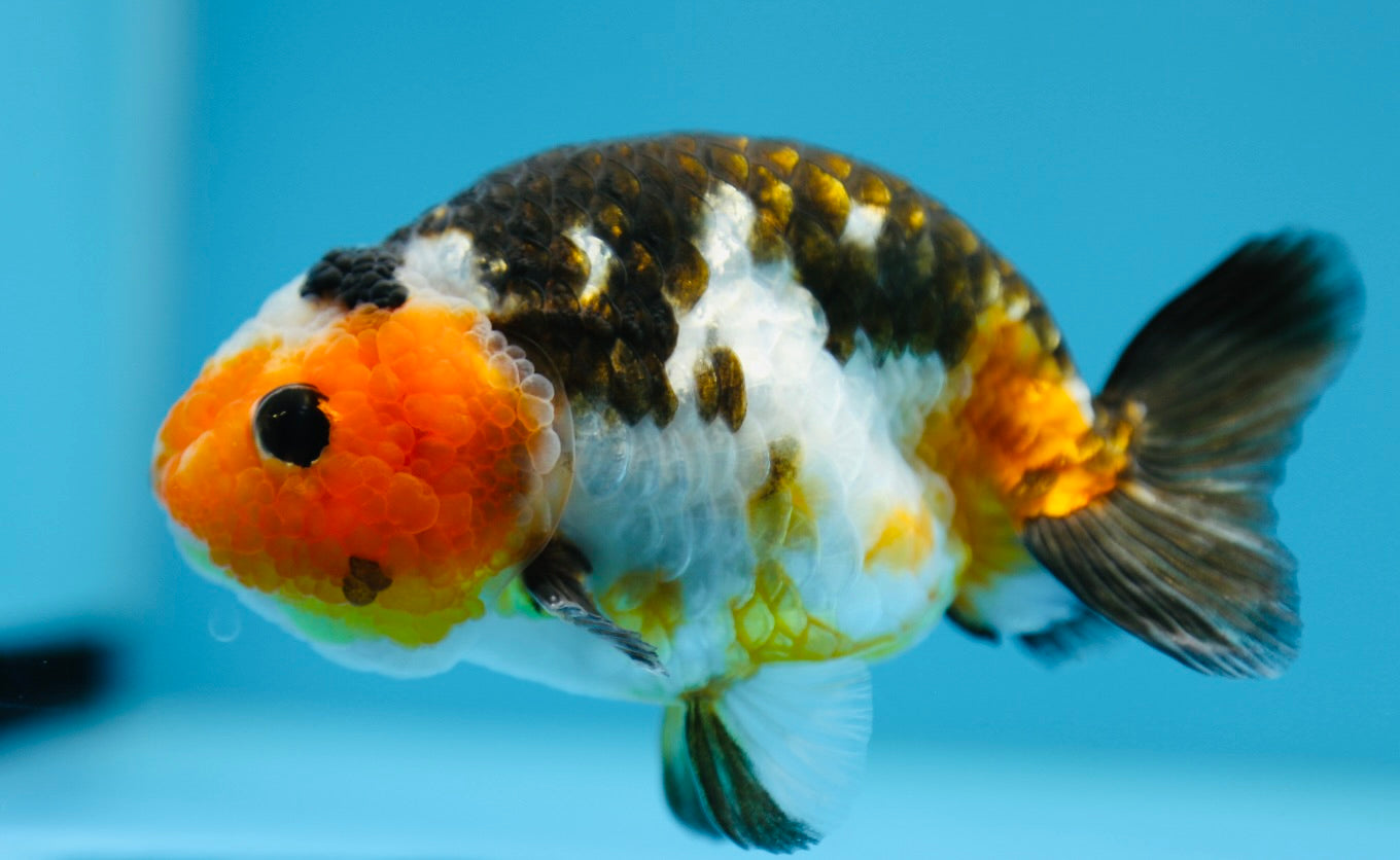 Cow Calico Ranchu Male 4-4.5 inches #1118RC_13 – Jimmy Goldfish