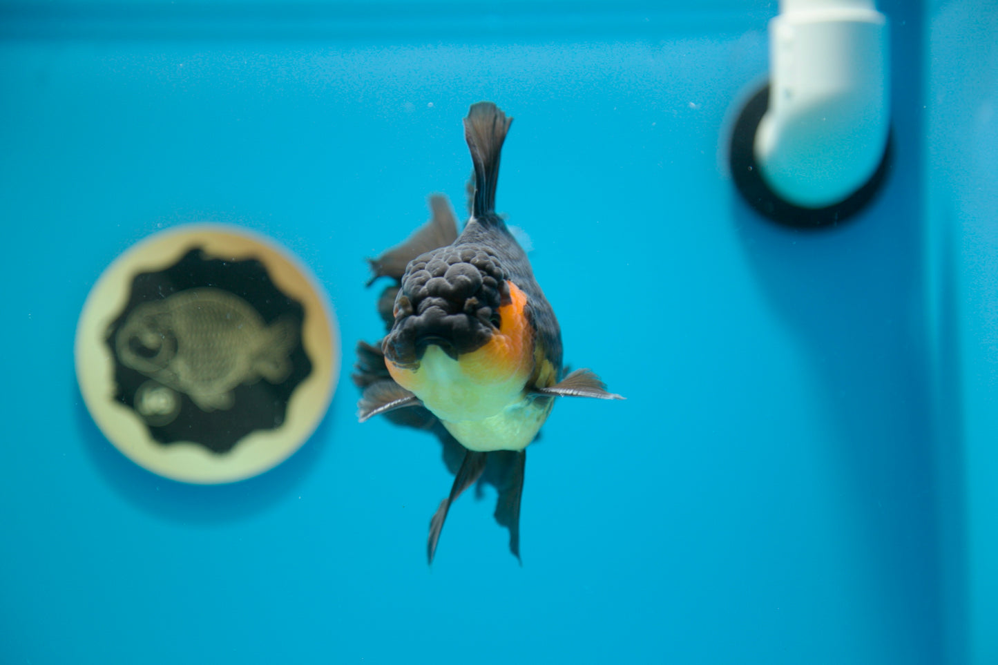 Super Apache Thai Oranda #14. 5-5.5 inches Male