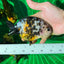 Calico Ranchu Male 5-5.5 inches #1118RC_01