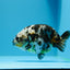 Calico Ranchu Male 5-5.5 inches #1118RC_01