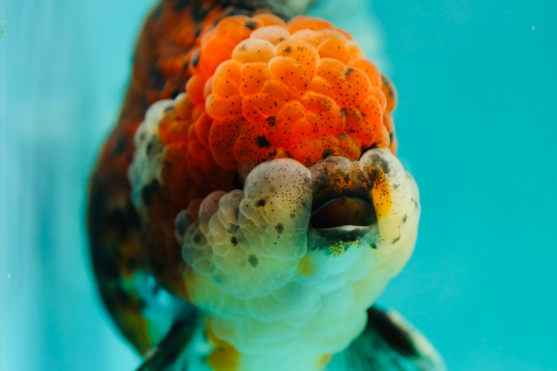 AAA Grade Jumbo Godzilla Oranda Male 5.5-6 Inches #0414OR_18