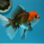 Thai Oranda Tricolor Male 5-5.5 inches #0127OR_02