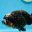 Calico Ranchu Male 5-5.5 inches #1118RC_04