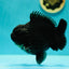 AAA Grade Black Bulldog Yuanbao Male 5.5-6 inches #0407YB_01