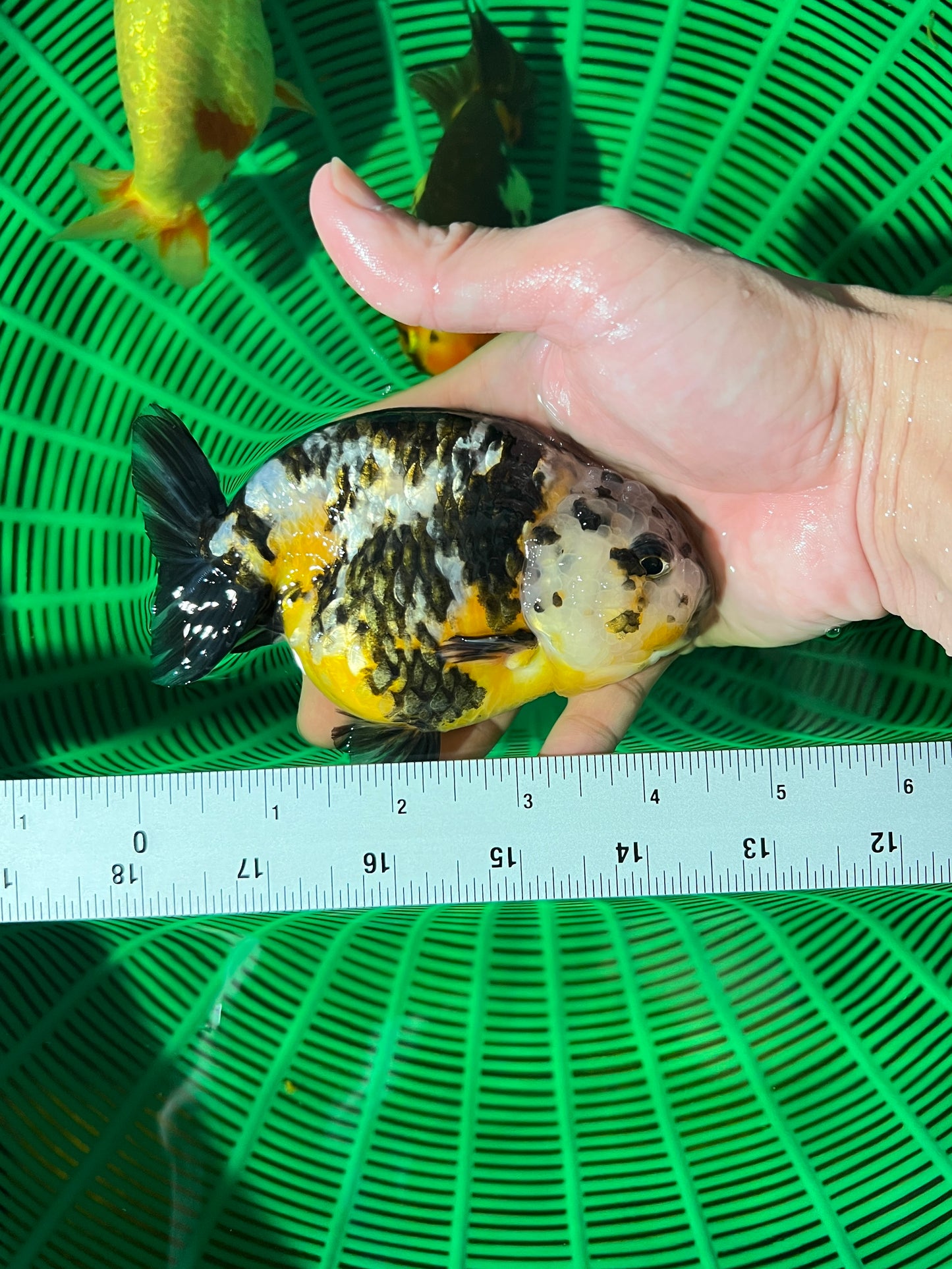 Calico Ranchu Male 4.5-5 inches #1118RC_03